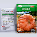 Semillas de Calabaza Gigante. (5 semillas). Pack de Semillas para Jardinería y Huertos.