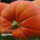 Semillas de Calabaza Gigante. (5 semillas). Pack de Semillas para Jardinería y Huertos.