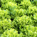 Semillas de Lechuga Crespa. (3 gramos). Pack de Semillas de Lechuga Rizada.