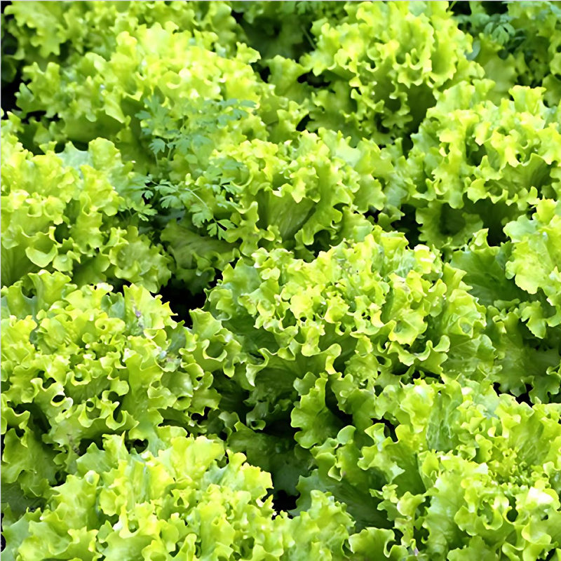 Semillas de Lechuga Crespa. (3 gramos). Pack de Semillas de Lechuga Rizada.