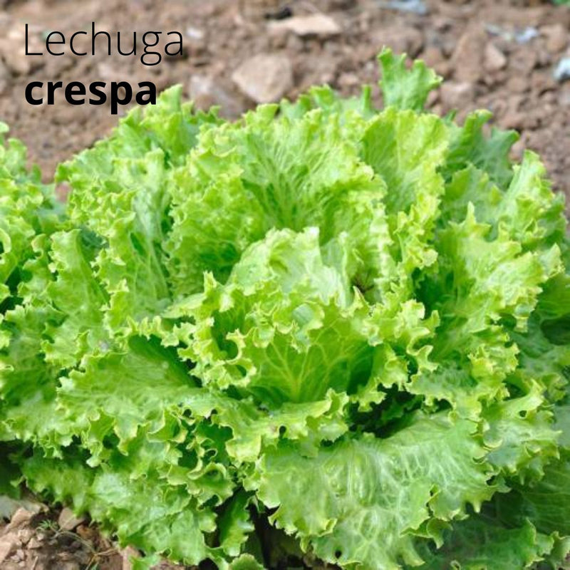 Semillas de Lechuga Crespa. (3 gramos). Pack de Semillas de Lechuga Rizada.