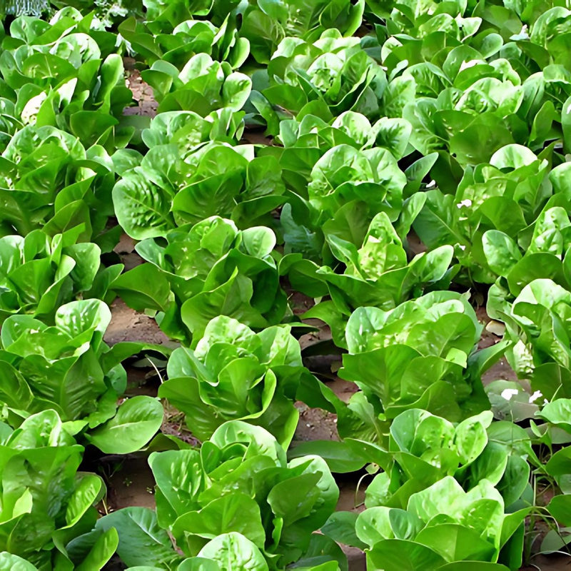 Semillas de Lechuga Romana. (3 gramos). Pack de Semillas de Lechuga Italiana.