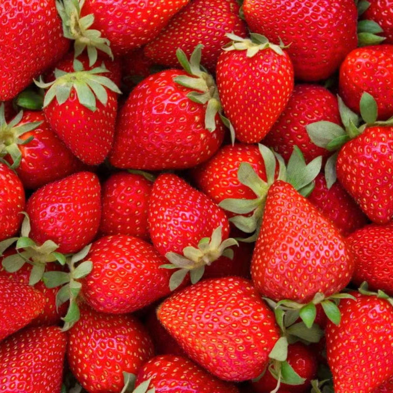 Semillas de Fresas Rojas. (20 gramos). Pack de Semillas de Fresas.