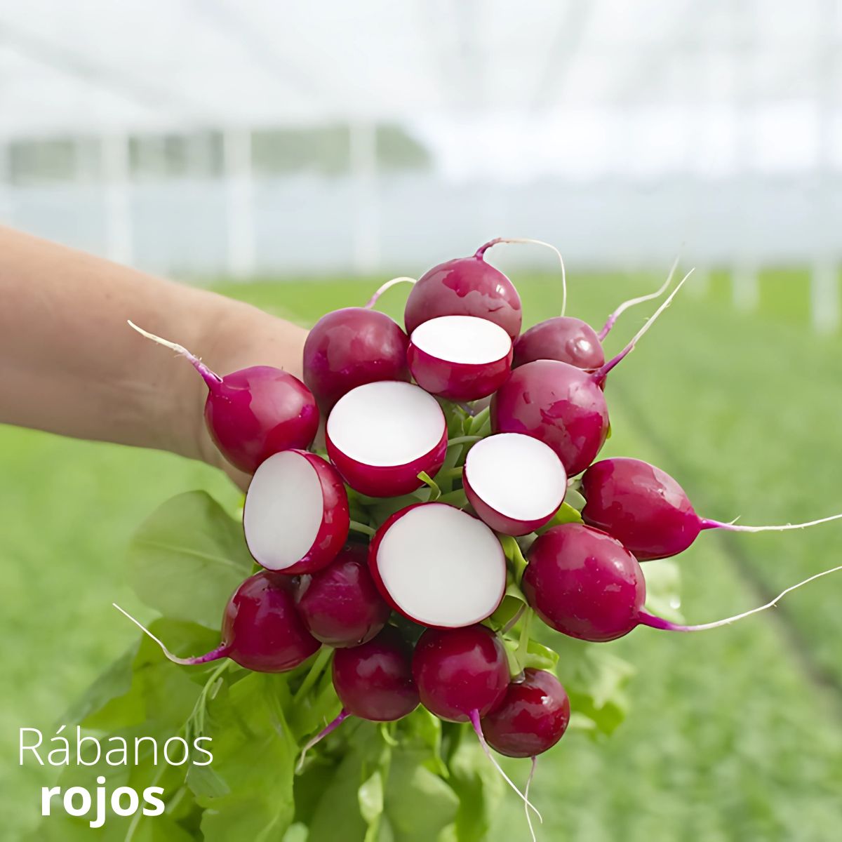Semillas de Rábano Rojo. (5 gramos). Pack de Semillas para Jardinería y Huertos.