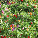 Semillas Ají Chino de Siete Colores. (5 gramos). Pack de Semillas para Jardinería y Huertos.