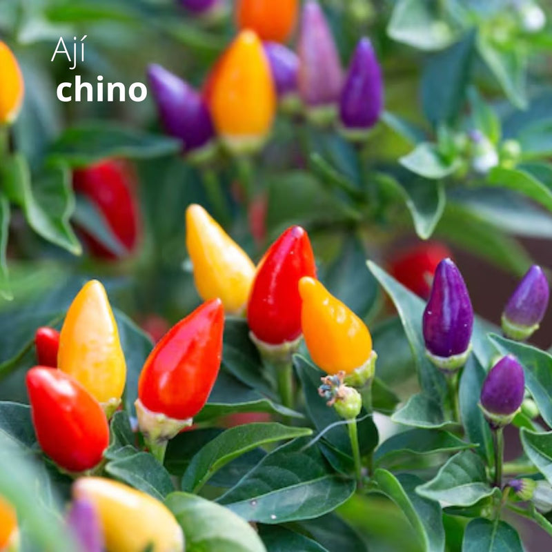 Semillas Ají Chino de Siete Colores. (5 gramos). Pack de Semillas para Jardinería y Huertos.