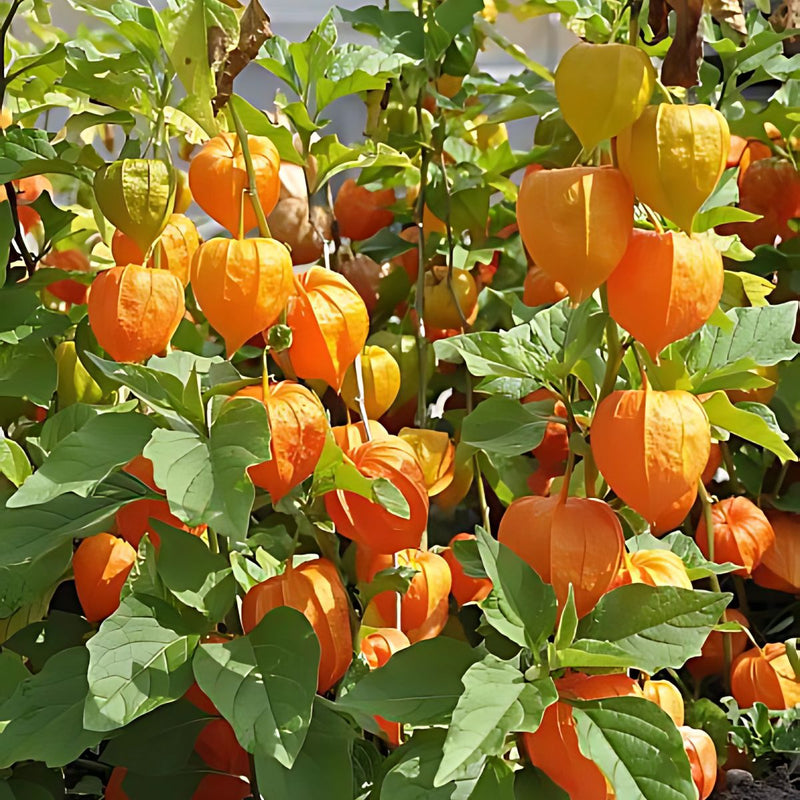 Semillas de Uchuva. (5 gramos). Pack de Semillas para Jardinería y Huertos.