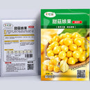 Semillas de Uchuva. (5 gramos). Pack de Semillas para Jardinería y Huertos.