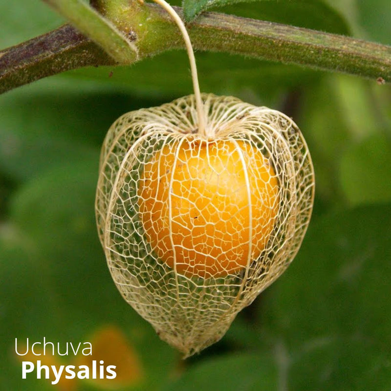 Semillas de Uchuva. (5 gramos). Pack de Semillas para Jardinería y Huertos.