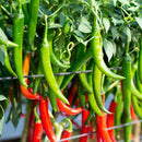 Semillas de Chiles Rojos y Verdes. (5 gramos). Pack de Semillas para Jardinería y Huertos.