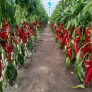 Semillas de Pimiento Conico. (2 gramos). Pack de Semillas para Jardinería y Huertos.