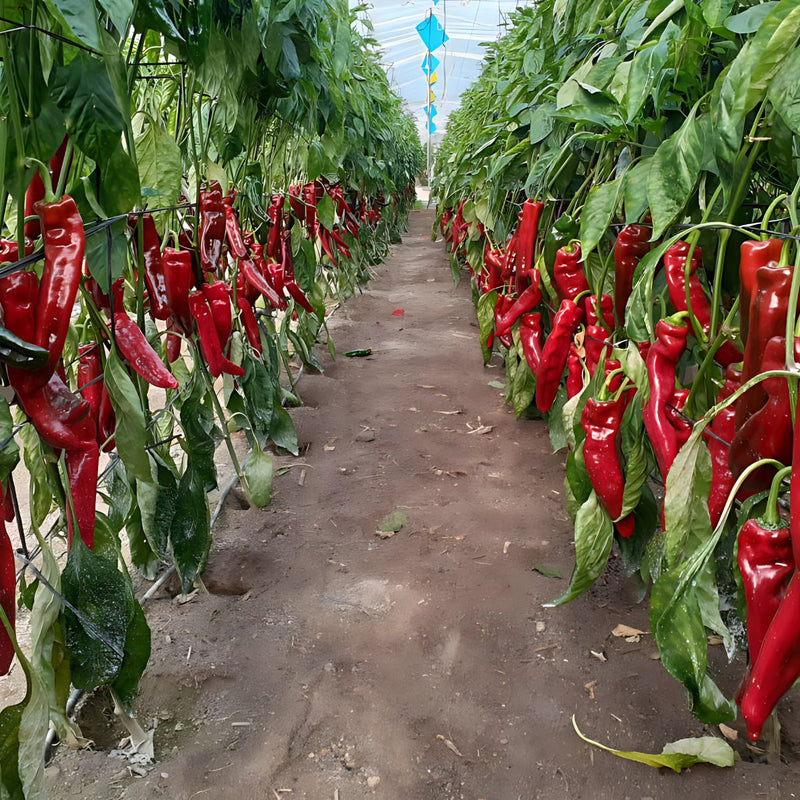 Semillas de Pimiento Conico. (2 gramos). Pack de Semillas para Jardinería y Huertos.