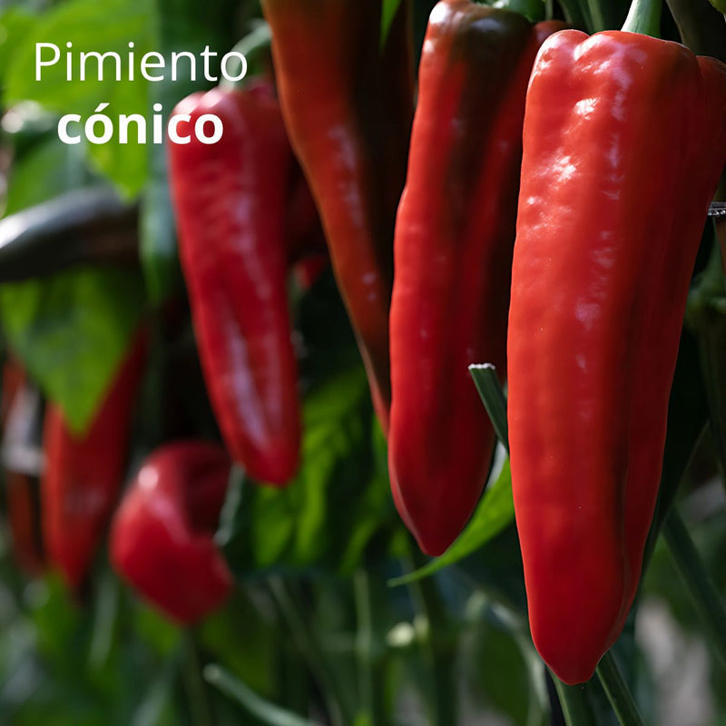 Semillas de Pimiento Conico. (2 gramos). Pack de Semillas para Jardinería y Huertos.