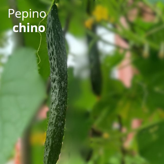 Semillas de Pepino Chino. (3 gramos). Pack de Semillas para Jardinería y Huertos.