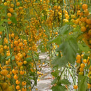 Semillas de Tomate Cherry Amarillo. (30 gramos). Pack de Semillas para Jardinería y Huertos.