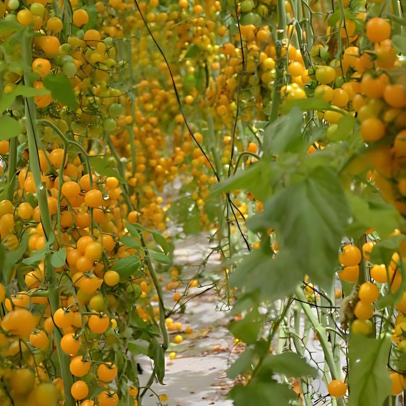 Semillas de Tomate Cherry Amarillo. (30 gramos). Pack de Semillas para Jardinería y Huertos.