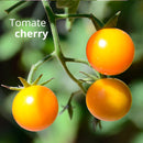Semillas de Tomate Cherry Amarillo. (30 gramos). Pack de Semillas para Jardinería y Huertos.