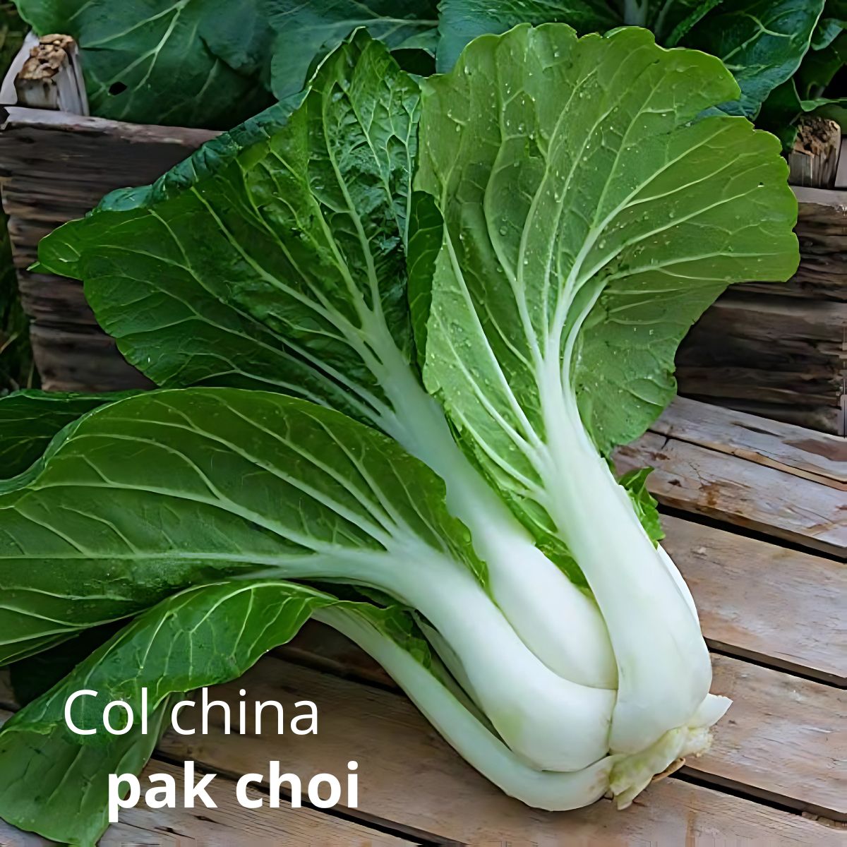 Semillas de Col China Pak Choi. (6 gramos). Pack de Semillas para Jardinería y Huertos.