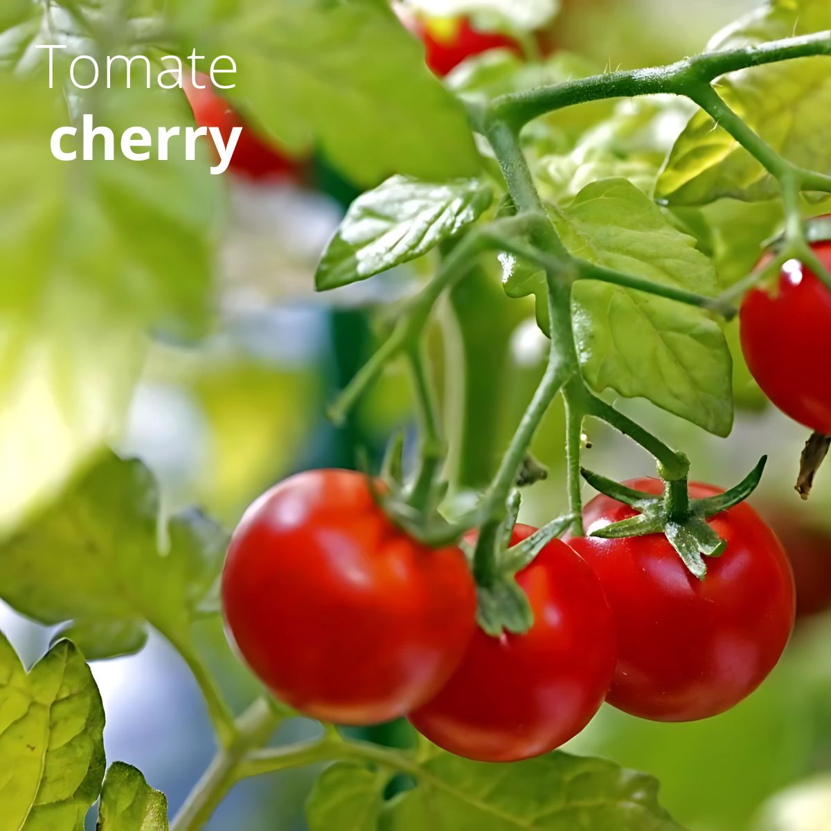 Semillas de Tomate Cherry Rojo. (30 gramos). Pack de Semillas para Sembrar Ideal para Jardinería y Huertos.