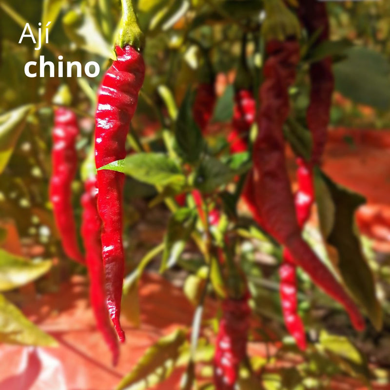 Semillas de Ají Picante Largo chino. (5 gramos). Pack de Semillas de Chile Largo y Picante.