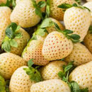 Semillas de Fresa Blanca 200 semillas. Pack de semillas de Frutilla Pinberry para Sembrar Ideal para Jardinería y Huertos.