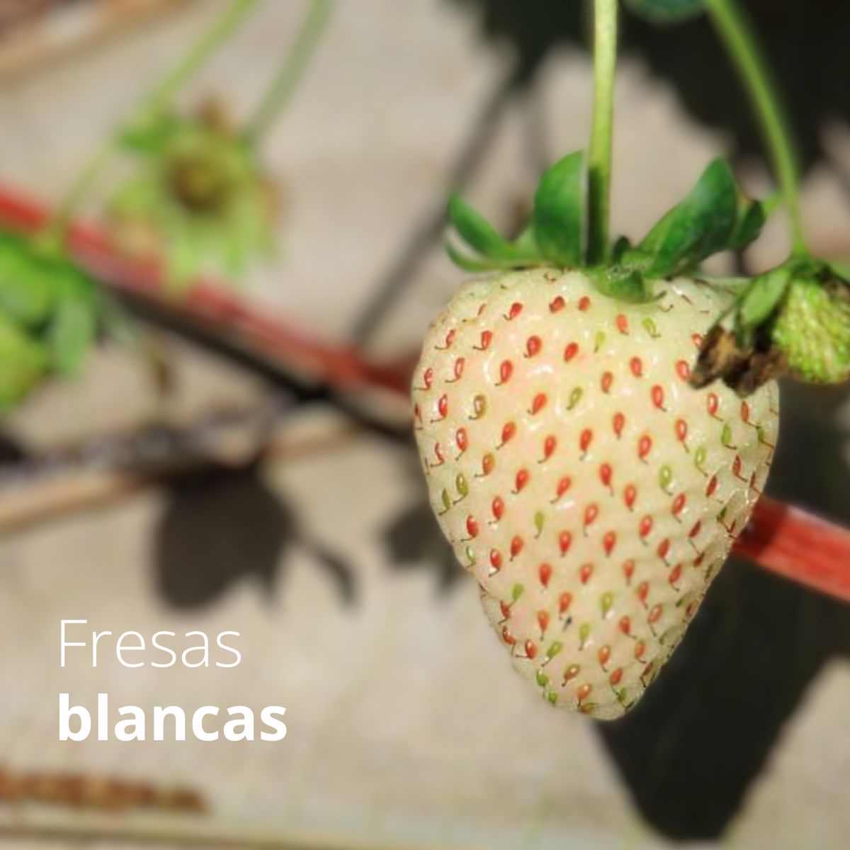 Semillas de Fresa Blanca 200 semillas. Pack de semillas de Frutilla Pinberry para Sembrar Ideal para Jardinería y Huertos.