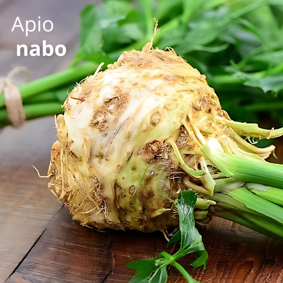 Semillas de Apio Nabo 1000 semillas. Pack de Semillas de Apio de Raíz para Sembrar Ideal para Jardinería y Huertos.