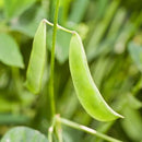 Semillas de habas Lima, Early Thorogreen (100% Heirloom/No Híbrido/No GMO). 20 semillas aprox.