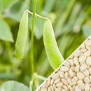 Semillas de habas Lima, Early Thorogreen (100% Heirloom/No Híbrido/No GMO). 20 semillas aprox.
