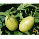 Semillas De Tomate Uva Verde (100% Heirloom/No Híbrido/No GMO). 15 Semillas Aproximadamente