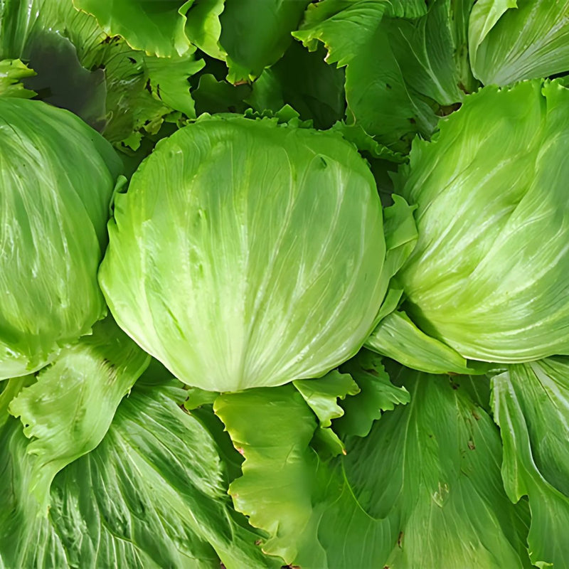 Semillas de Lechuga. (3 gramos). Pack de Semillas para Jardinería y Huertos.