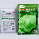 Semillas de Lechuga. (3 gramos). Pack de Semillas para Jardinería y Huertos.