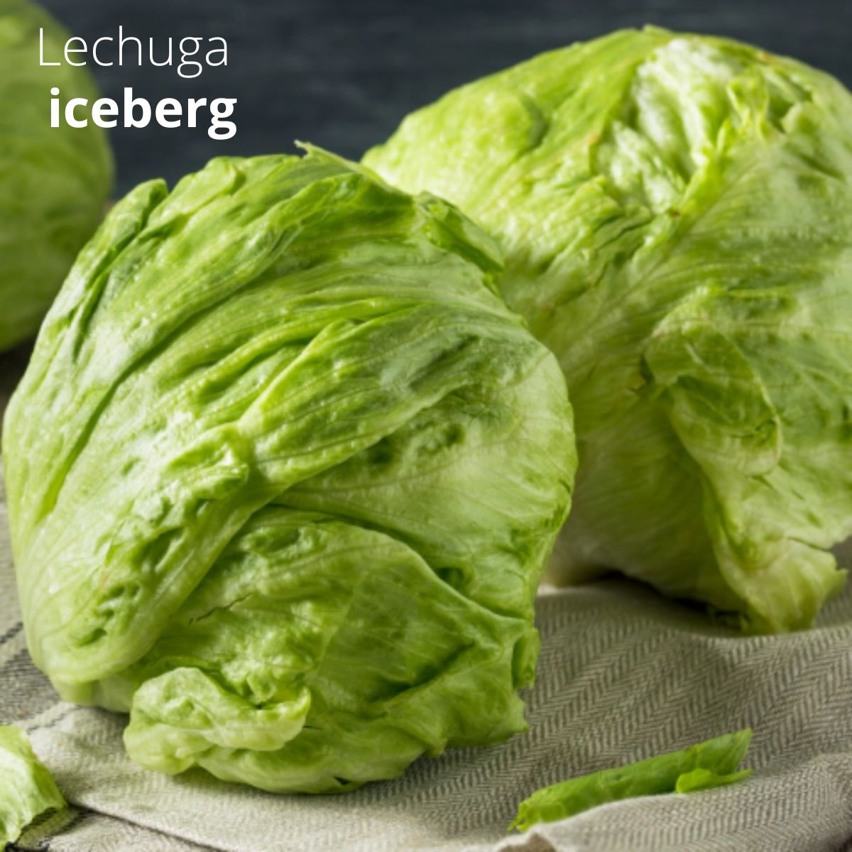 Semillas de Lechuga. (3 gramos). Pack de Semillas para Jardinería y Huertos.