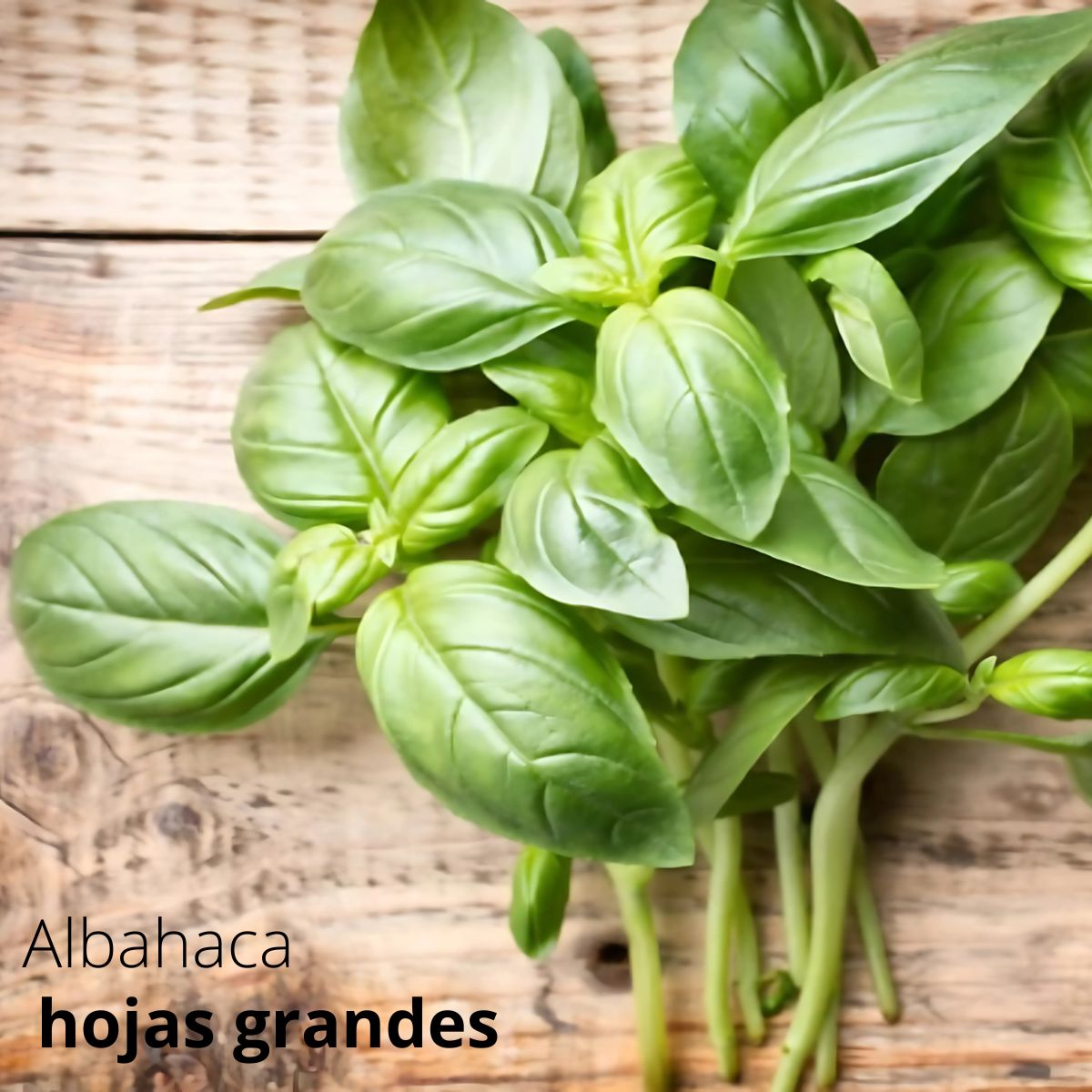 Semillas de Albahaca de Hoja Grande. (2 gramos). Pack de Semillas para Jardinería y Huertos.