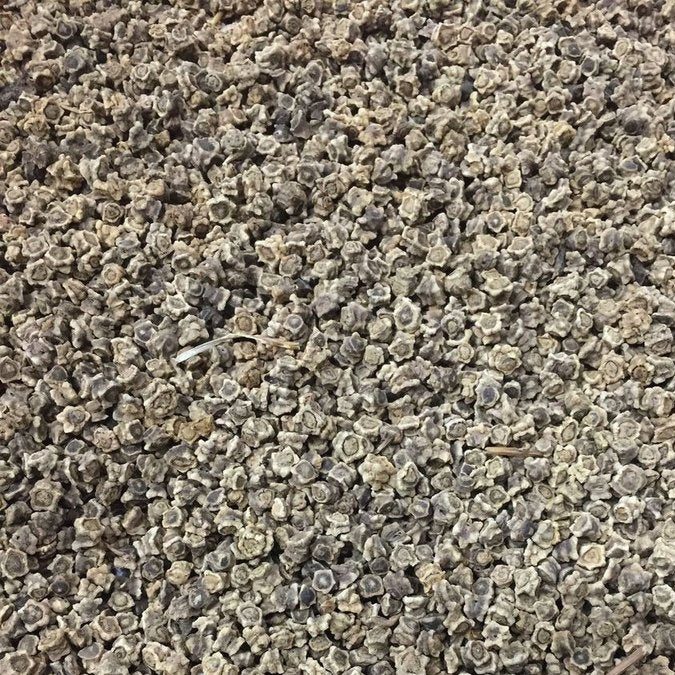 Semillas de remolacha, Cylindra (100% Heirloom/No Híbrido/No GMO). 20 semillas aproximadamente.