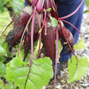 Semillas de remolacha, Cylindra (100% Heirloom/No Híbrido/No GMO). 20 semillas aproximadamente.