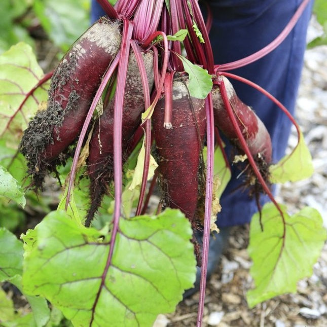 Semillas de remolacha, Cylindra (100% Heirloom/No Híbrido/No GMO). 20 semillas aproximadamente.