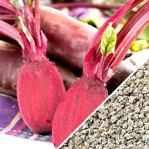 Semillas de remolacha, Cylindra (100% Heirloom/No Híbrido/No GMO). 20 semillas aproximadamente.