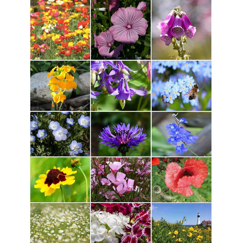 Semillas Surtidas De Flores Silvestres De Sombra Parcial. Incluye 15 Variedades