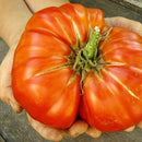 Semillas De Tomate Gigante (Poseedor Del Record Guinness). 15 Semillas Aproximadamente.