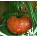 Semillas De Tomate Gigante (Poseedor Del Record Guinness). 15 Semillas Aproximadamente.