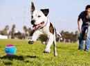 Pelota De Tenis 3 Pack Juguete Para Mascota M