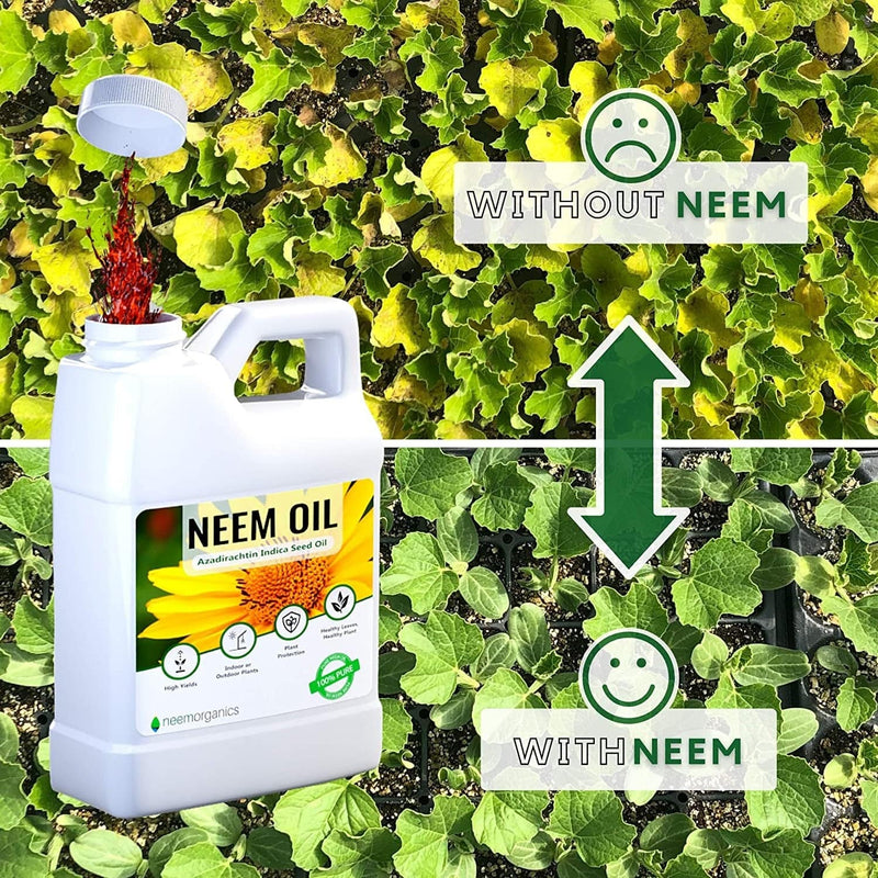 Aceite De Neem Puro 100% Orgánico Para Plantas, Prensando En Frio. 16 Oz.