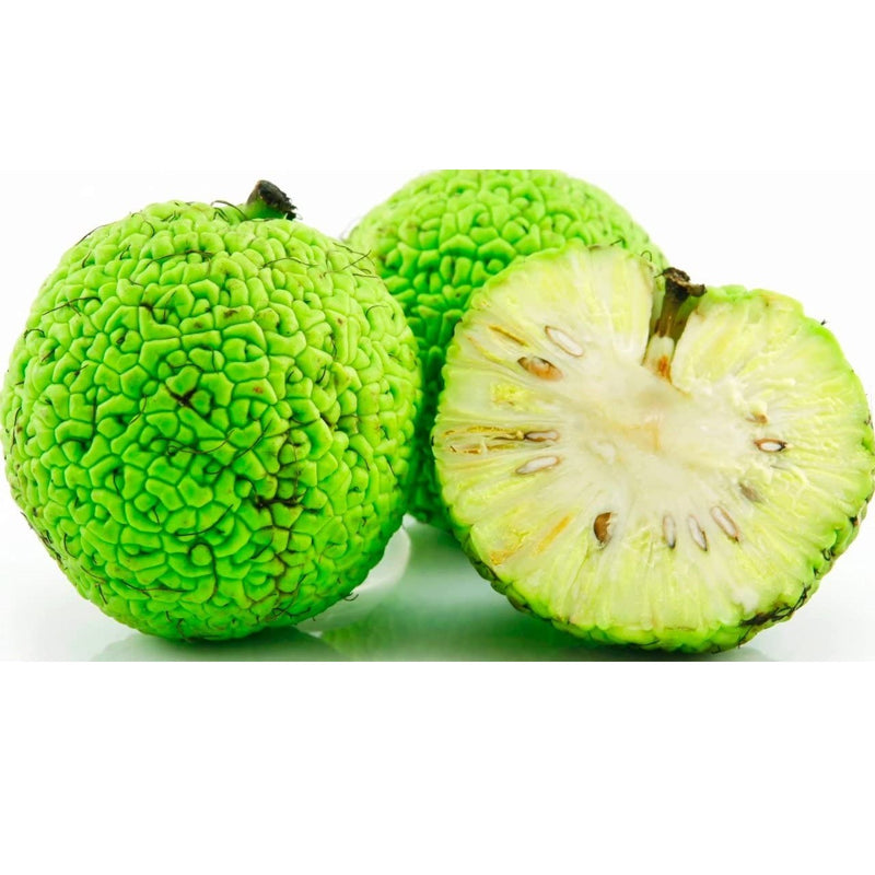 Semillas de Osage Orange