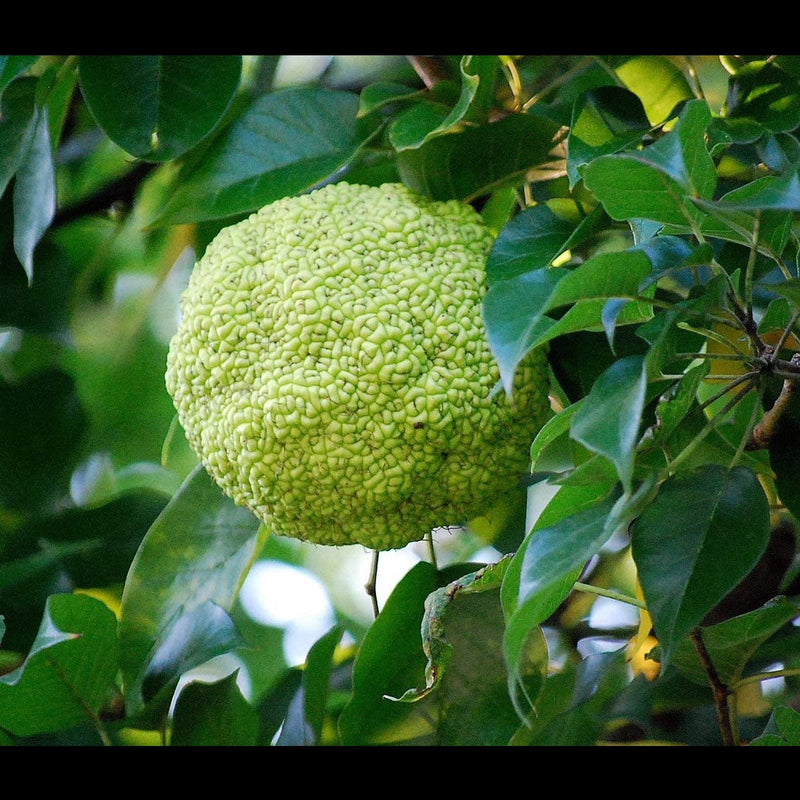 Semillas de Osage Orange