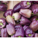 Semillas de pimenton dulce, color morado (100% Heirloom/ No híbrido/No GMO). 60 semillas aprox.