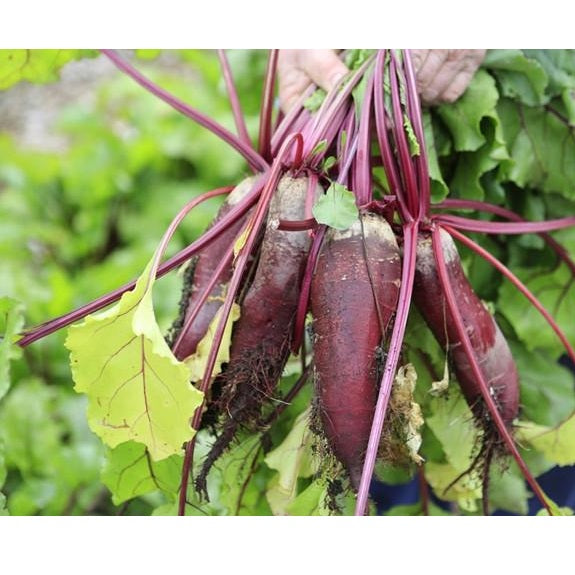 Semillas de remolacha, Cylindra (100% Heirloom/No Híbrido/No GMO). 20 semillas aproximadamente.