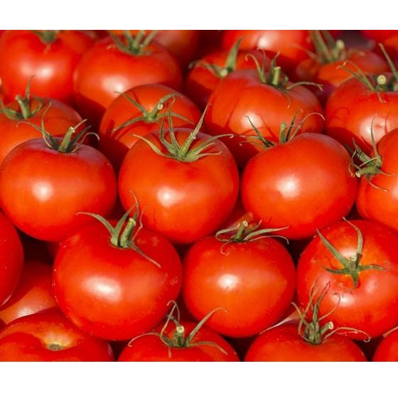 Semillas de tomate, Ace 55 (100% Heirloom/No Híbrido/No GMO). 15 semillas aproximadamente