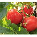 Semillas de tomate, Ace 55 (100% Heirloom/No Híbrido/No GMO). 15 semillas aproximadamente