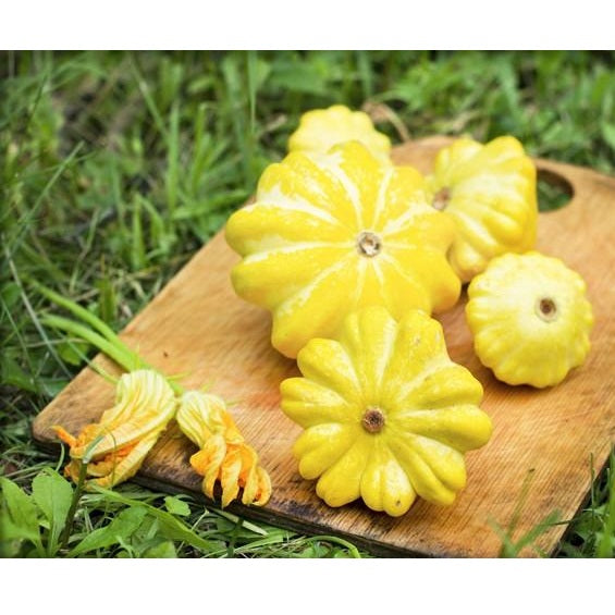 Semillas de zapallo, arbusto dorado de vieira (100% Heirloom/No Híbrido/No GMO). 10 semillas aprox.